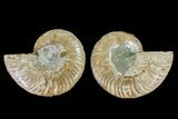 Agatized Ammonite Fossil - Crystal Filled Chambers #145987-1
